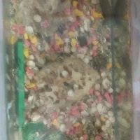 ماهی گوپی خوشگل خوش رنگ زیر قیمت