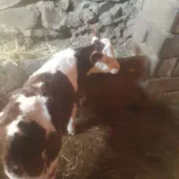 ماده سیمنتال|حیوانات مزرعه|سنقر, |دیوار