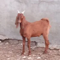 کهر