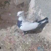 کبوتر|پرنده|قروه, |دیوار