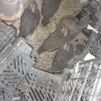 مرغ محلی|پرنده|دشتیاری, |دیوار