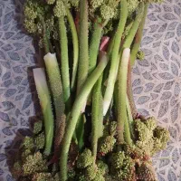 ریواس تازه امروز