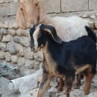 بز و بزغاله نازار