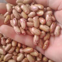 قصب جهرم حبوبات|خوردنی و آشامیدنی|شیراز, شهرک مدرس|دیوار