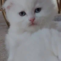 بچه گربه های ۳ ماهه اصیل