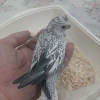 جوجه عرس هلندی