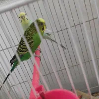 مرغ عشق  یک جفت سالم معاوضه با قناری نر