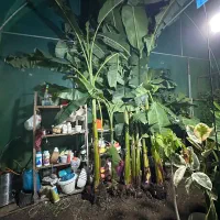 درختچه نهال موز