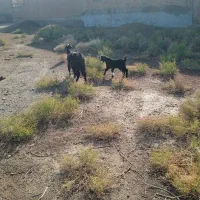 بز جوان با بچه