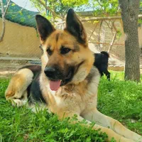 سگ گمشده