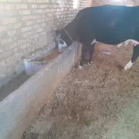 چندراس حیوان گاو گوساله