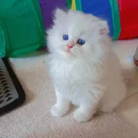 میوهاپ / زیباترین گربهها برای شما|گربه|شیراز, سینما سعدی|دیوار