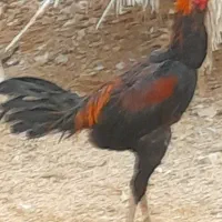 خروس محلی و لاری و مرغ کرک ریشی|حیوانات مزرعه|آبدان, |دیوار