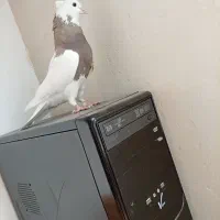 کبوتر طوقی|پرنده|بروجن, |دیوار