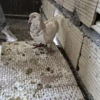 سادع افشان زرد ماده پرشی  جوجه کشش