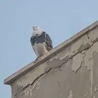 سلام کبوتر گمشده