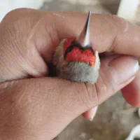 سهره|پرنده|آشخانه, |دیوار