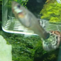 ماهی گوپی|ماهی|ملایر, |دیوار