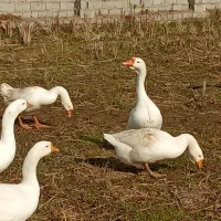 فروش غاز اوکراینی نر و ماده|حیوانات مزرعه|قائمشهر, |دیوار