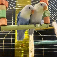 طوطی برزیلی بهترین نژاد