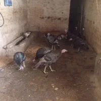 بوقلمو|حیوانات مزرعه|روانسر, |دیوار