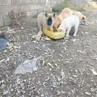 سگ چاعو چاعو|سگ|محمدیه-قزوین, |دیوار