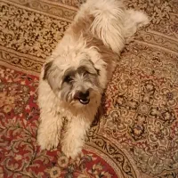 سگ نر بازیگوش