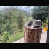 واگذاری گربه اسکاتیش