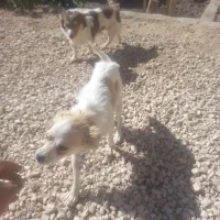 سگ پاپی خوشگل تربیت شده باهوش|سگ|اصفهان, نصرآباد|دیوار