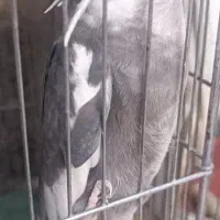 فروش عروس هلندی در نژاد های مختلف|پرنده|بوانات, |دیوار