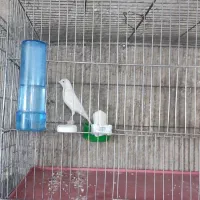 قناری سفید و طلایی و سرخ