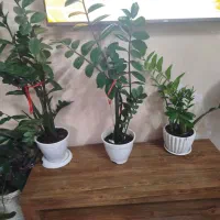 زاموفیلیای سبز زیبا پر