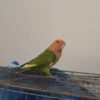 طوطی،برزیلی،نر جوان|پرنده|لاهیجان, بوجایه|دیوار