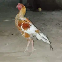 خروس|حیوانات مزرعه|ایرانشهر, |دیوار