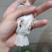 ماده جامبو لپ سفید