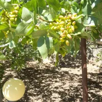 زمین-با-طرح-هادی-برج-سازی-و-مسکونی