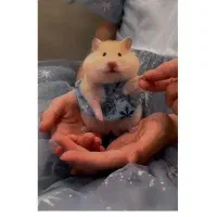 همستر پشمالو