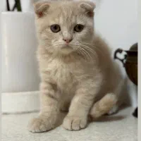 توله اسکاتیش ۲ ماهه