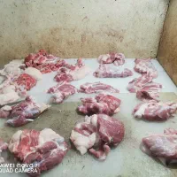 گوشت تازه،مستقیم از دامداری با خدمات کامل|خوردنی و آشامیدنی|قم, بیانی|دیوار