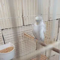 نر مرغ عشق آلبینو دوگل معاوضه با مرغ عشق و فنچ