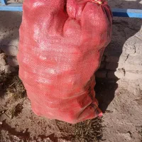 فروش سیب زمینی علا