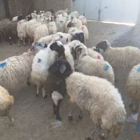 به یک نفر برای کار در دامداری نیاز مندیم