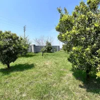 فروش زمین و باغ مرکبات برای سرمایه گذاری|فروش زمین و ملک کلنگی|امامزاده عبدالله, |دیوار