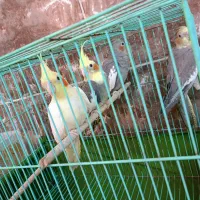 4عدد عروس هلندی بالغ با قفس|پرنده|اهرم, |دیوار