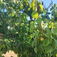 باغ میوه ای صفاشهر