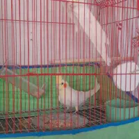 عروس هلندی مولد