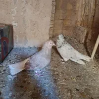 دم سفید|پرنده|شهرضا, |دیوار