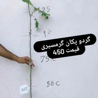 نهال گردو گرمسیری و موز و کنار سیبی|گل و گیاه طبیعی|بم, |دیوار