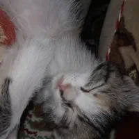 بچه گربه گم شده مژدگانی