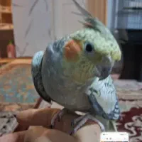 عروس هلندی ماده